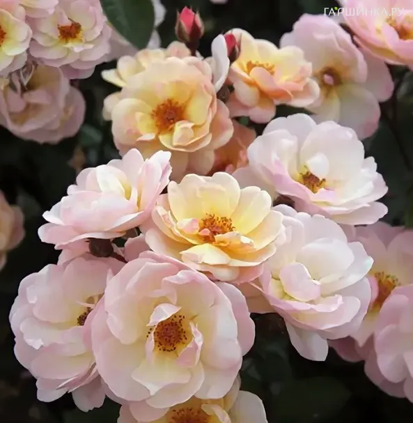 Роза Рокн Роуз, НИРП (лиц)