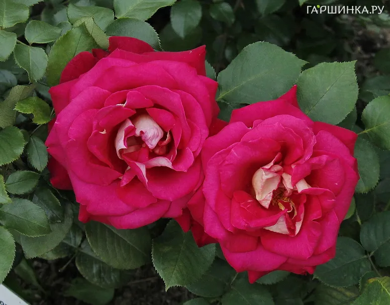 Роза Веласкес чайно-гибридная, Топалович (лиц)