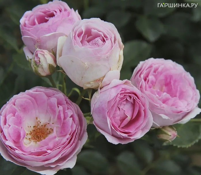 Роза Везалиус, Vissers (лиц)