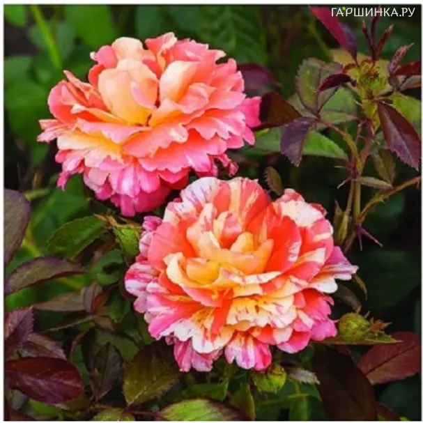 Роза Византина Фреска, Фено Гено (лиц)