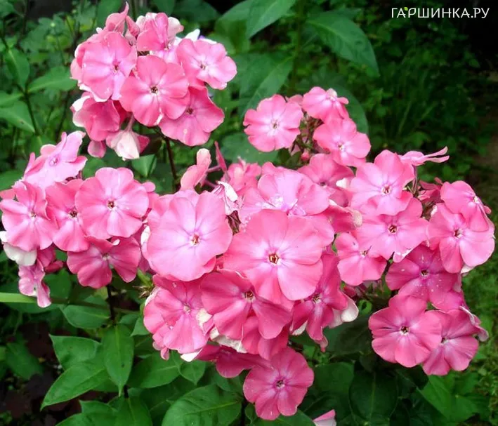 Флокс метельчатый розовый