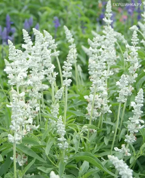 Сальвия мучнистая Виктория Вайт