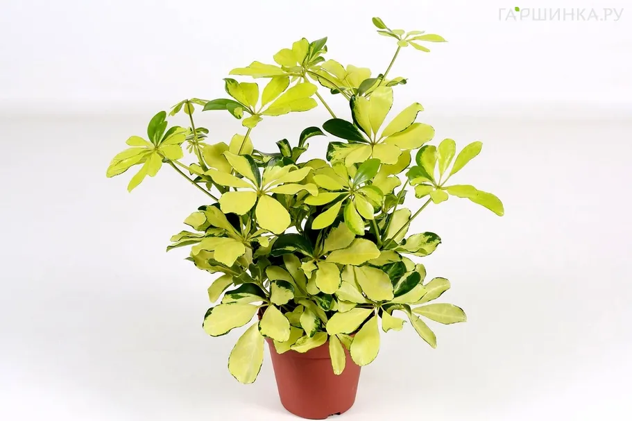 Шеффлера Мелани