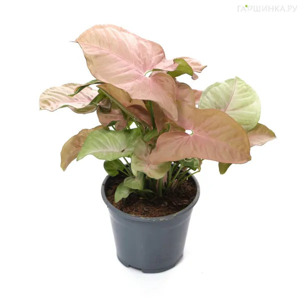 Сингониум Ред Харт