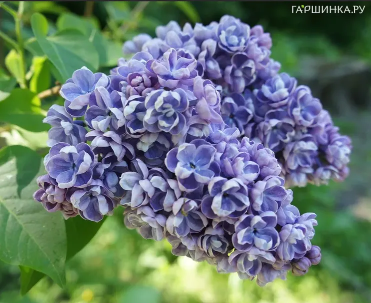 Сирень Ами Шотт