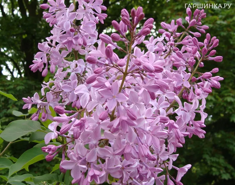 Сирень Бюффон