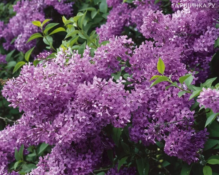 Сирень китайская Саугеана