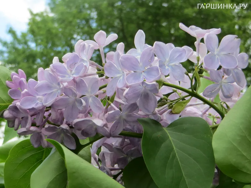 Сирень Ладога