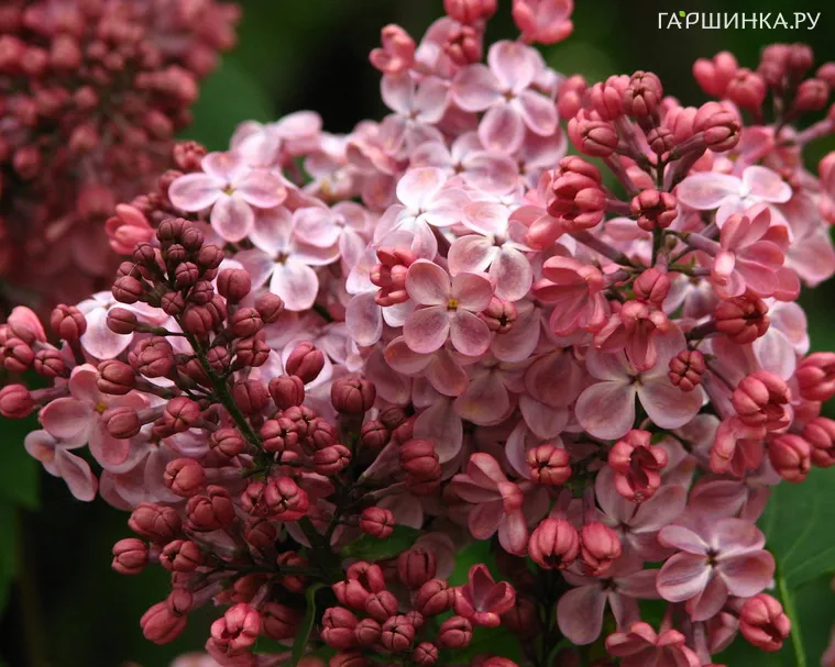 Сирень Мулатка