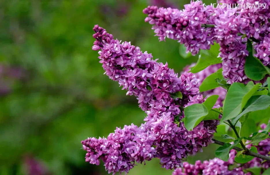 Сирень Огни Донбасса