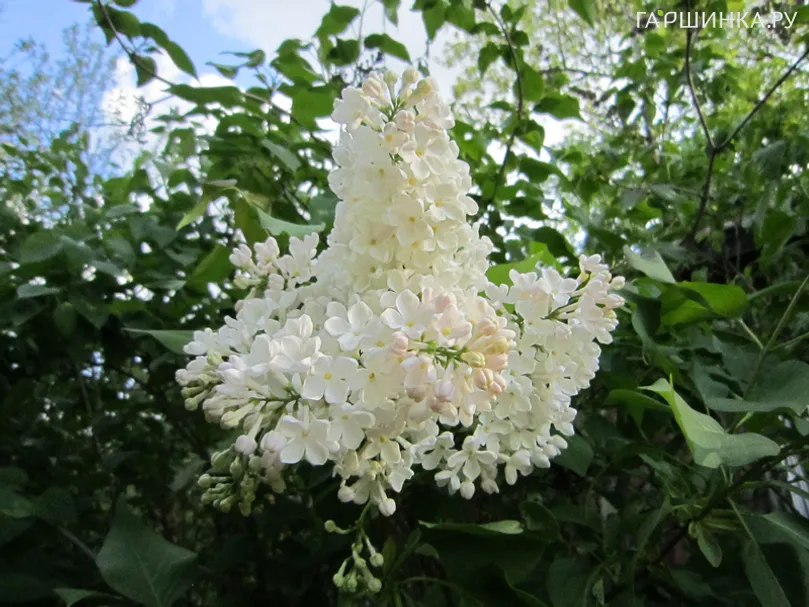 Сирень Петербурженка