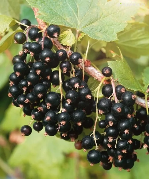 Смородина Добрый джинн черная (крупная ягода)