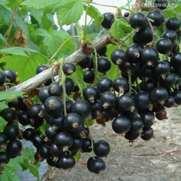 Смородина Гулливер черная (крупная ягода)