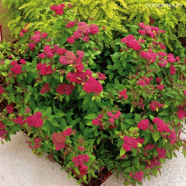 Спирея Фробели японская