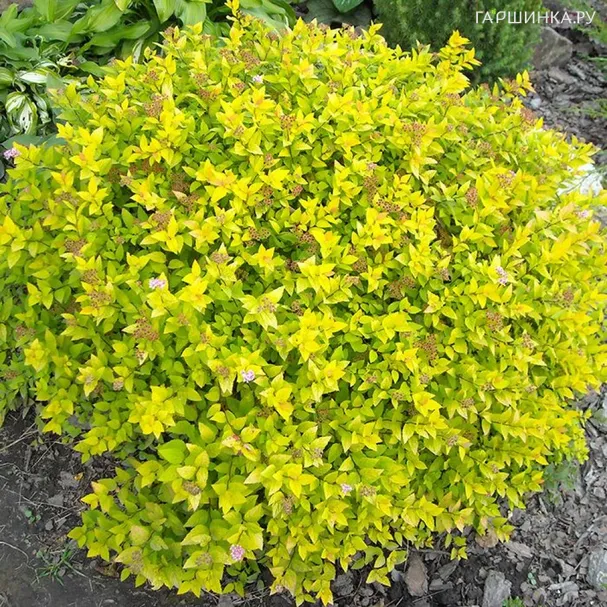 Спирея японская Голдмаунд