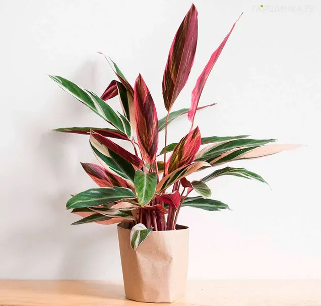 Строманта Триостар