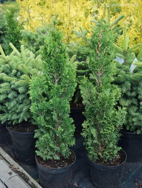 Туя западная Бробекс Тауэр