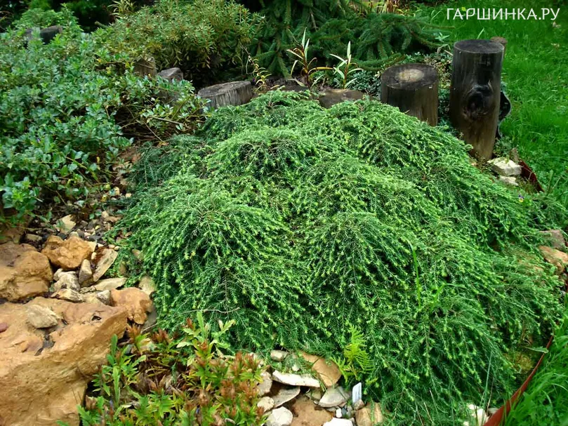 Тсуга канадская Коулс Прокстрэйт