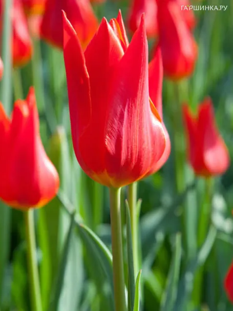 Тюльпан Ред Имперор 5шт