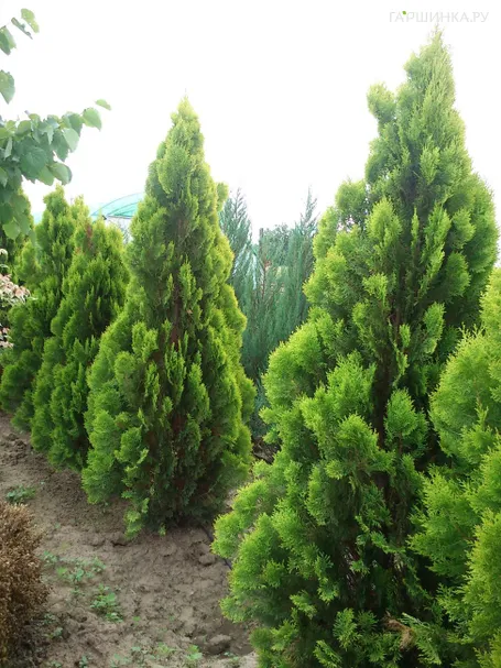 Туя восточная Пирамидалис Ауреа