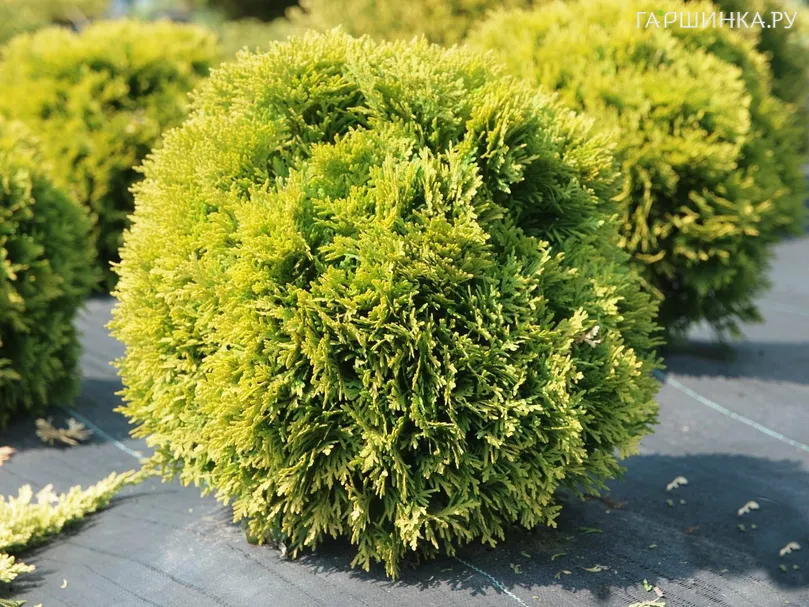 Туя западная Давид Лайт