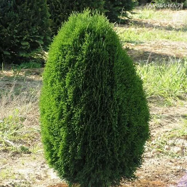Туя западная Грин Эгг