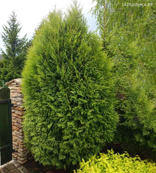Туя Вагнери западная