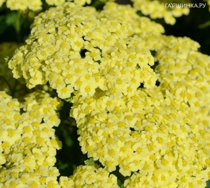 Тысячелистник Санни Седакшн обыкновенный