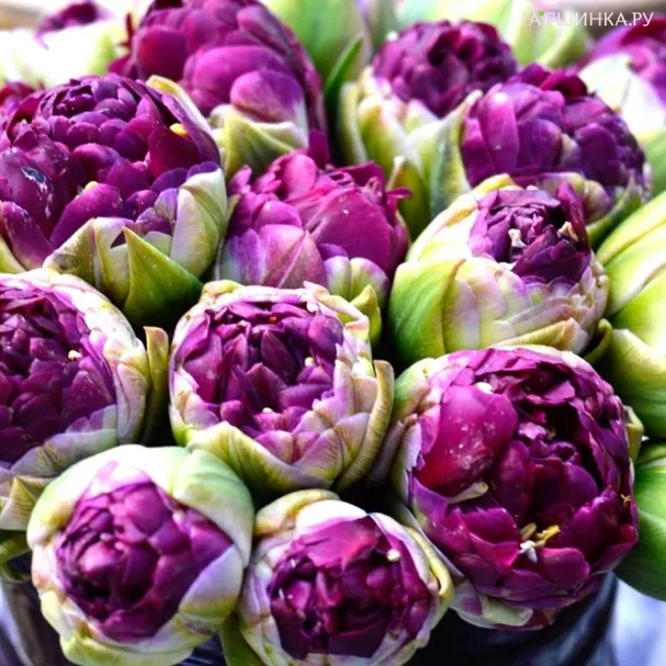 Тюльпан Блу Вау 5 шт