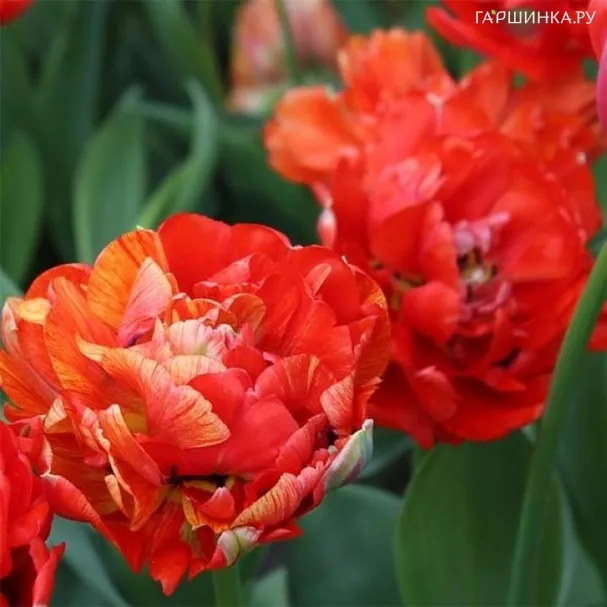 Тюльпан Гудошник Дабл махровый 5шт