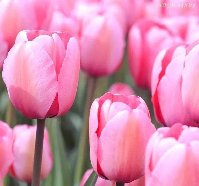 Тюльпан Пинк Импрешн Дарвина 5шт