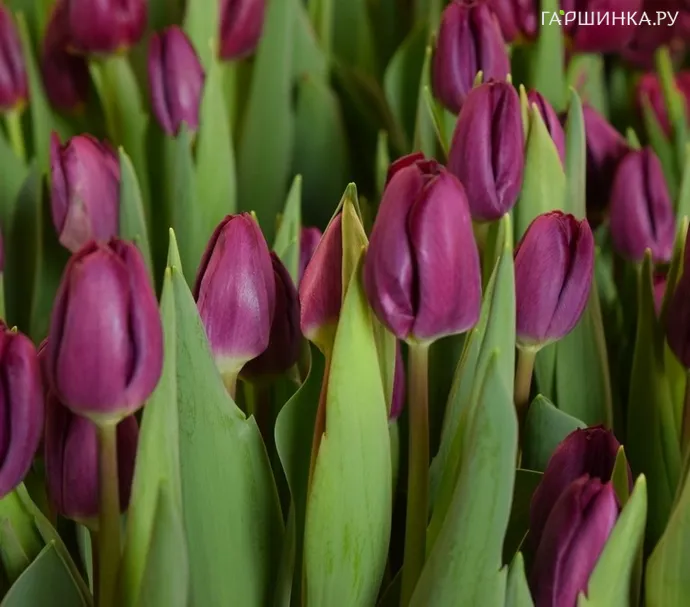 Тюльпан Пурпл Леди Триумф 5 шт
