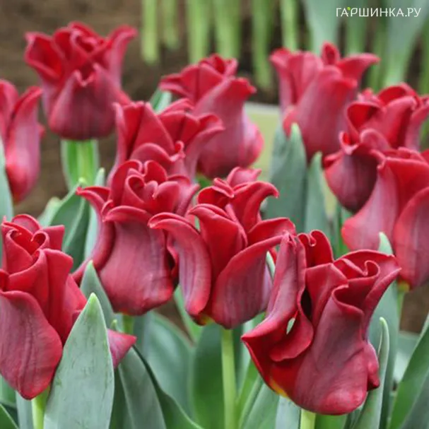 Тюльпан Ред Дресс простой поздний 5шт.