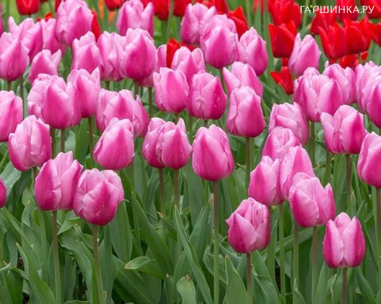 Тюльпан Санкт Петербург Триумф 5шт