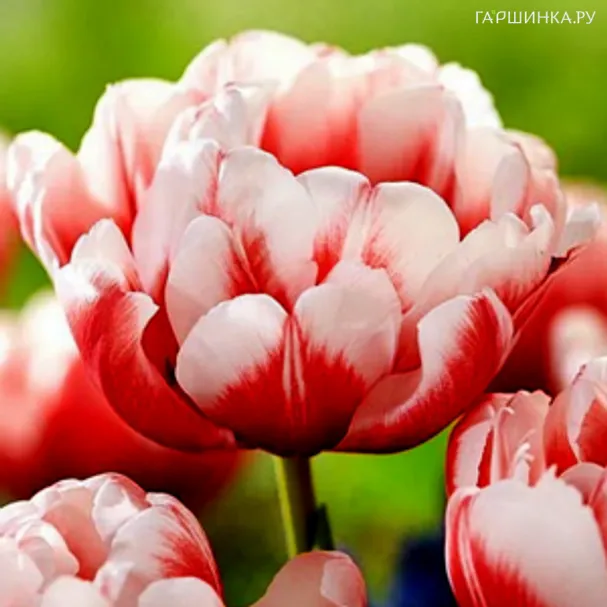 Тюльпан Войсмейл махровый 5шт