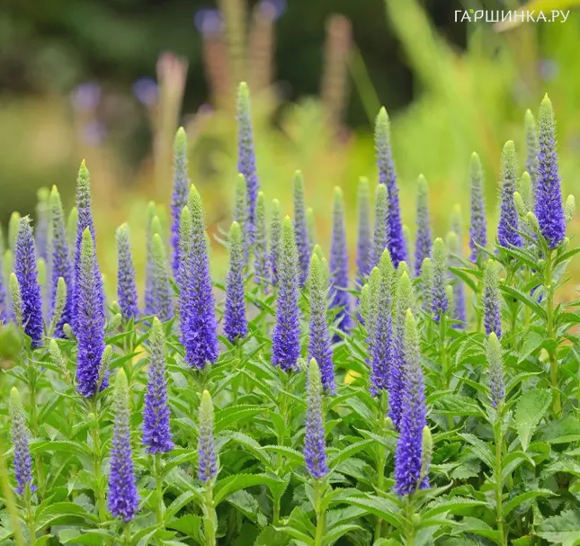 Вероника колосистая