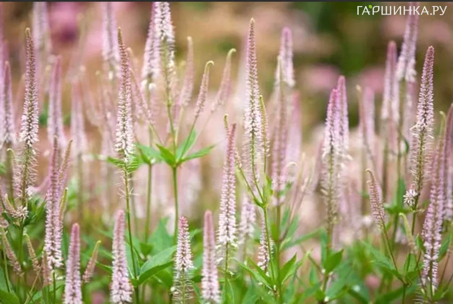 Вероникаструм виргинский Пинк Глоу