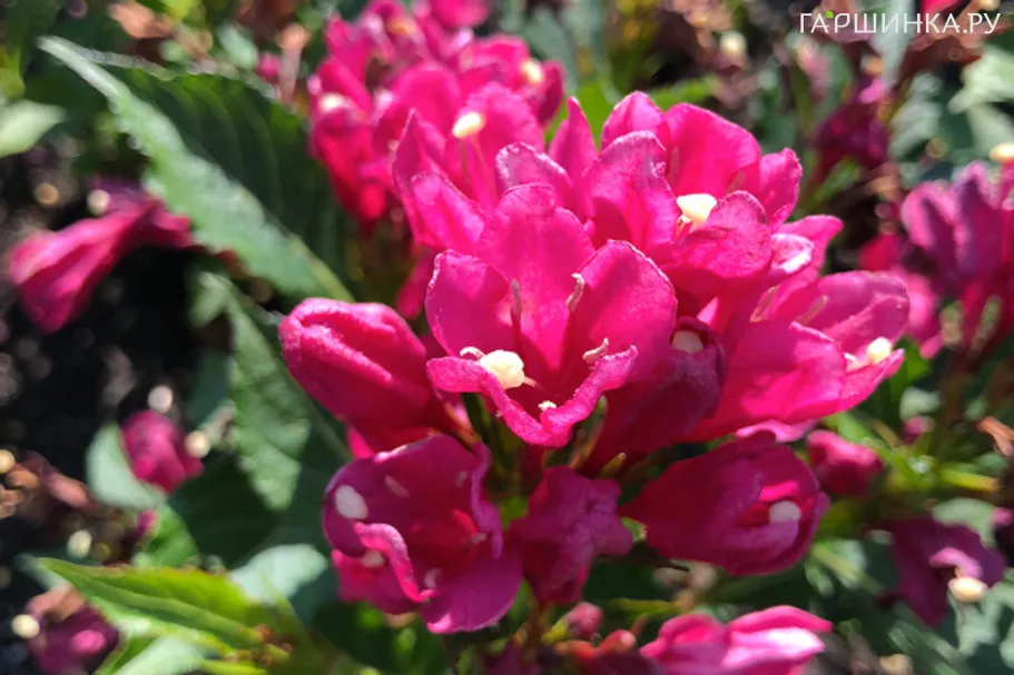 Вейгела Биг Лав