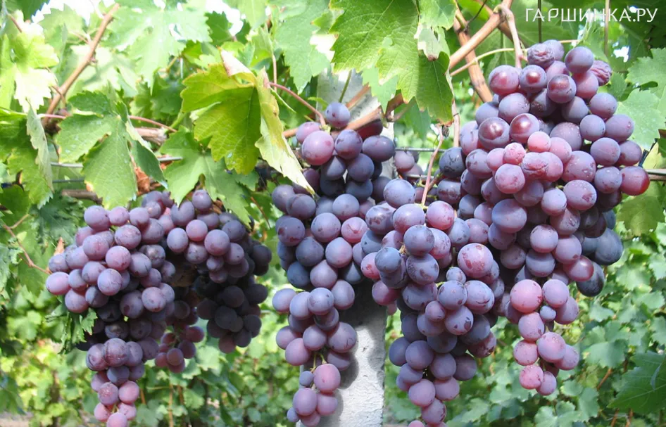 Виноград Кардинал столовый