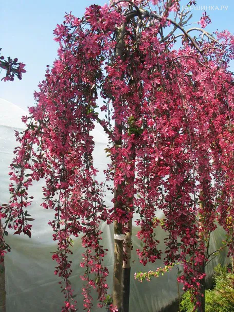 Яблоня декоративная Плакучая краснолистная