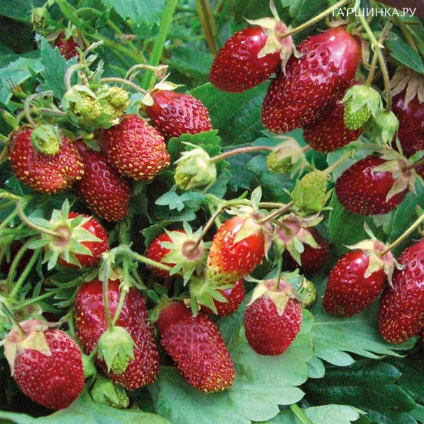 Земклуника Цукат мускатный