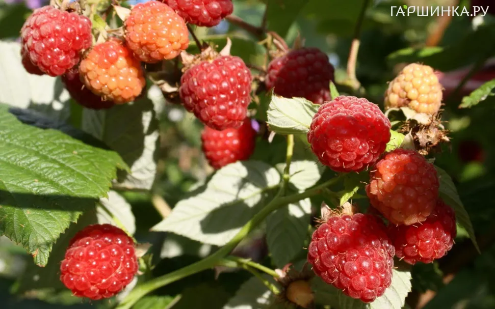 Малина Изобильная ремонтантная бесшипная