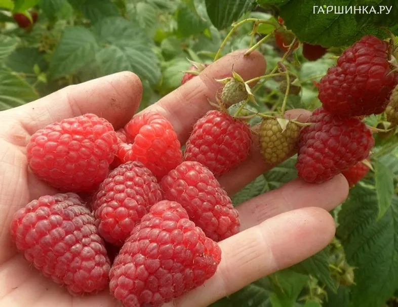 Малина Зюгана ремонтантная красная