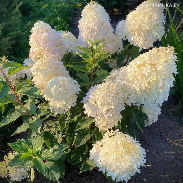 Гортензия Биг Бен метельчатая