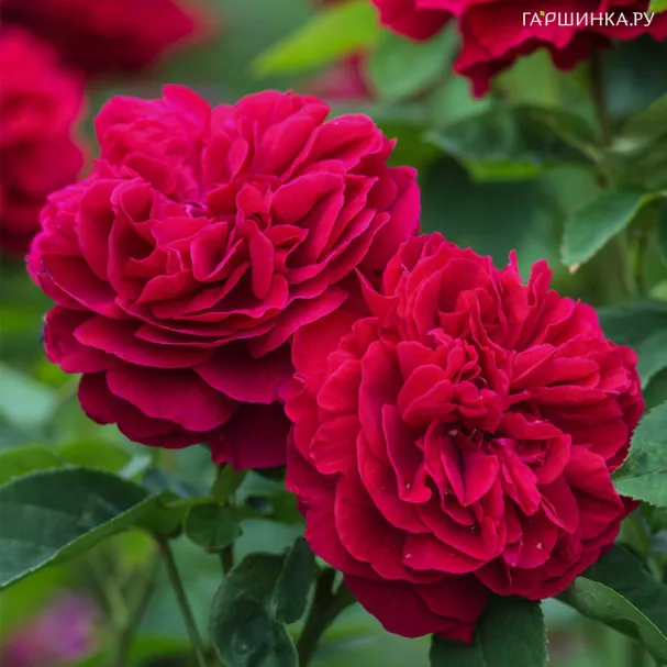 Роза Л.Д.Брайтвайт