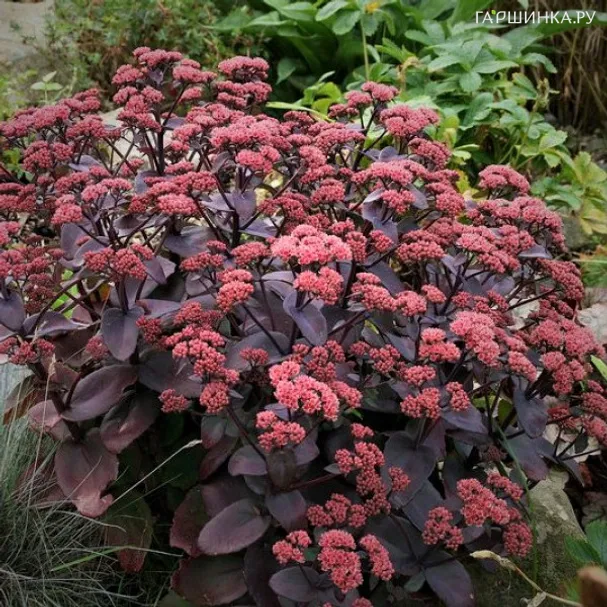 Очиток (седум) Ксенокс