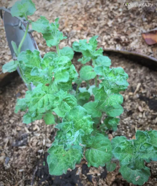 Мята Черная смородина