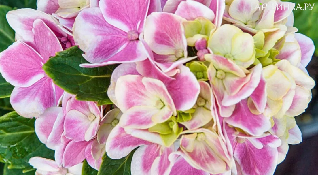 Гортензия Пеперминт крупнолистная ремонтантная (серия Навсегда и Вечно)