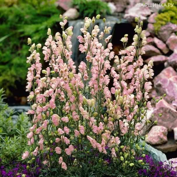 Аконит (Борец клобучковый) Рубеллум