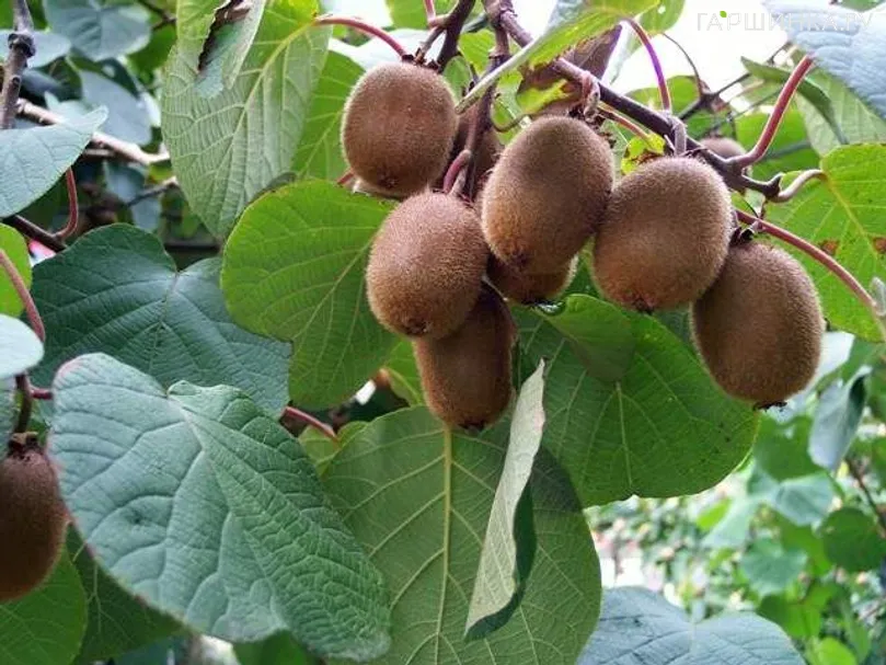 Актинидия Коломикта Закарпатье гибридная (самоплодный сорт)